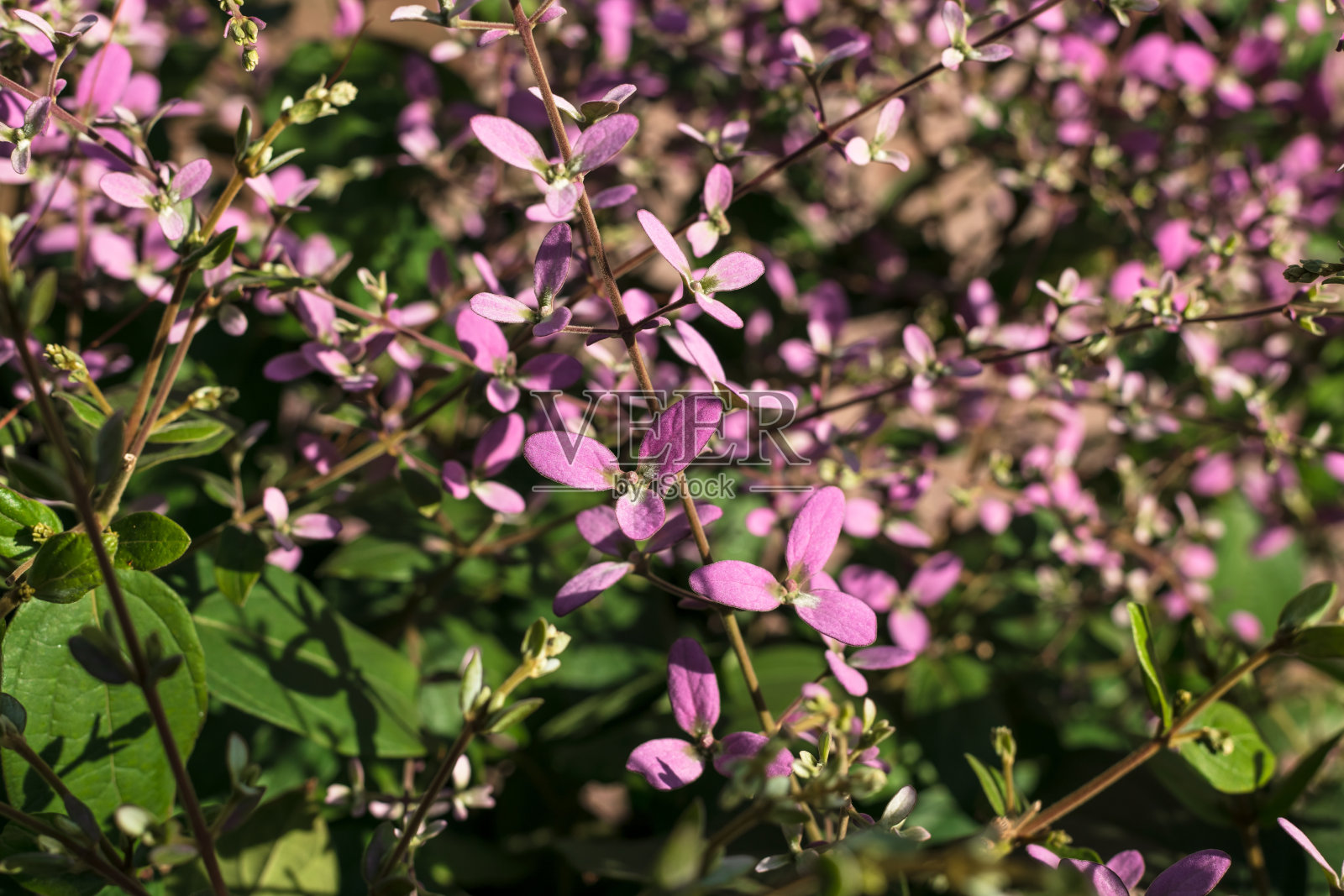 粉色花朵的枝条，Congea tomentosa是一种大型热带常绿藤本植物，通常被称为毛绒孔雀兰、淋浴兰或兰花淋浴。自然背景。照片摄影图片