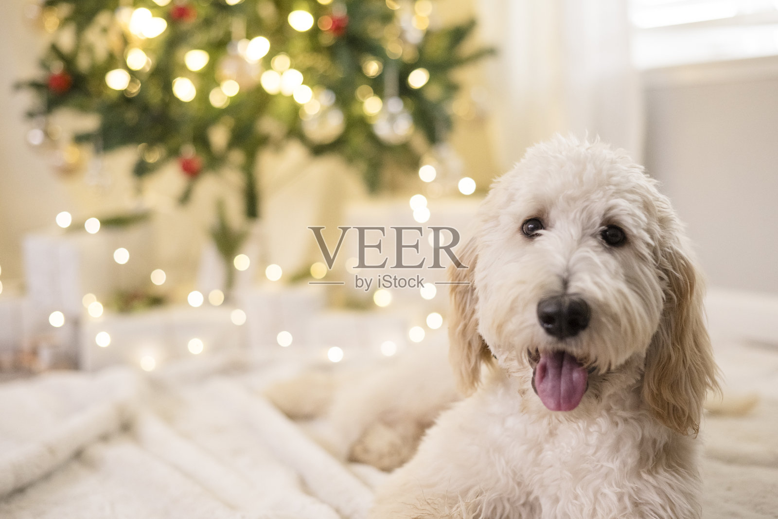 狗狗在圣诞树前卧着的特写镜头照片摄影图片