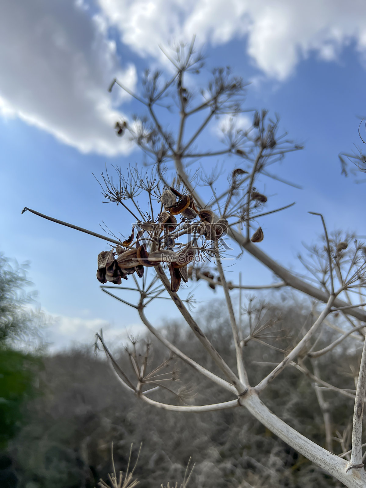 塞浦路斯发现的大型杂草的干伞形花序和种子，类似于索斯诺夫斯基牛蒡或曼特加齐牛蒡，这是一种会灼伤皮肤的入侵植物。照片摄影图片