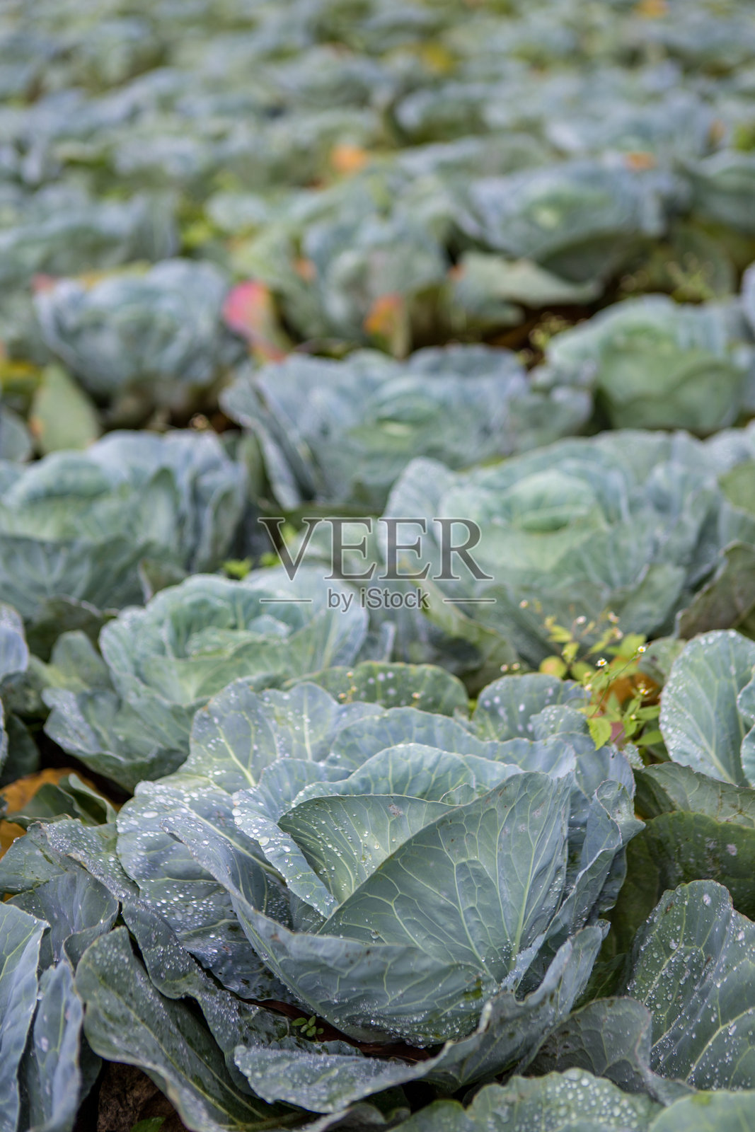 肯尼亚中部地区马雷拉的卷心菜作物照片摄影图片