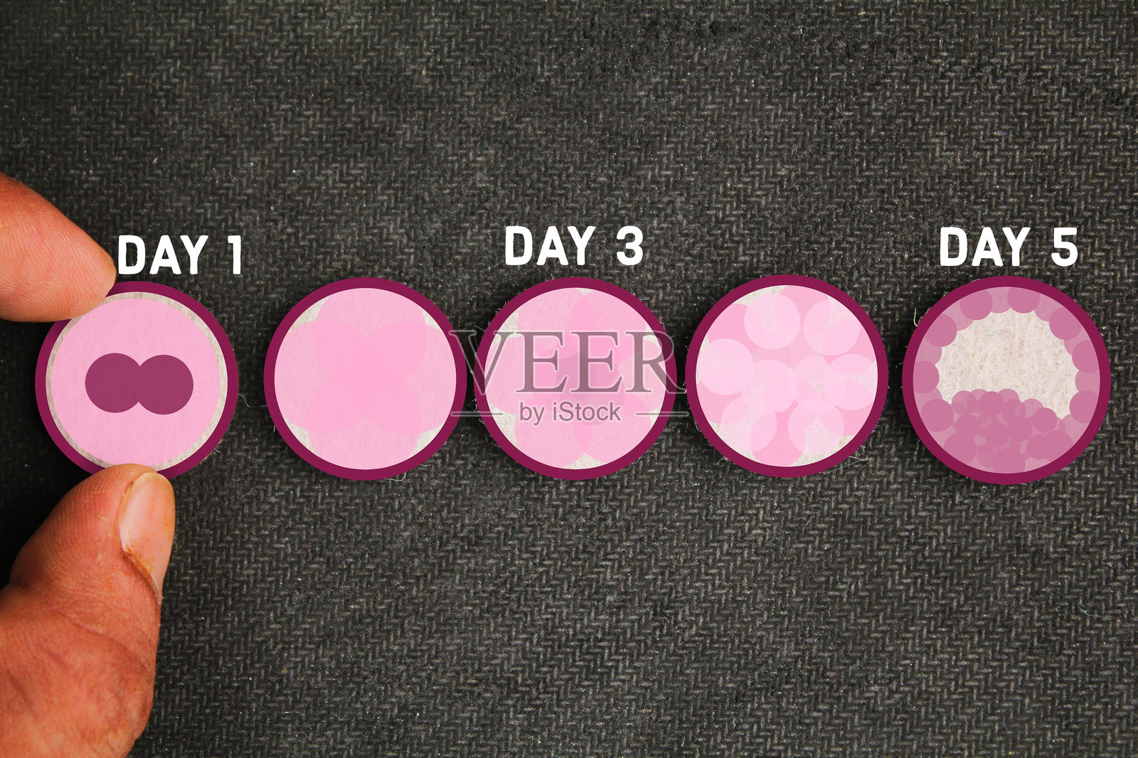 个性化胚胎移植治疗第1天、第3天和第5天。卵子受精。胚胎发育。受精过程。更年期症状系统。照片摄影图片