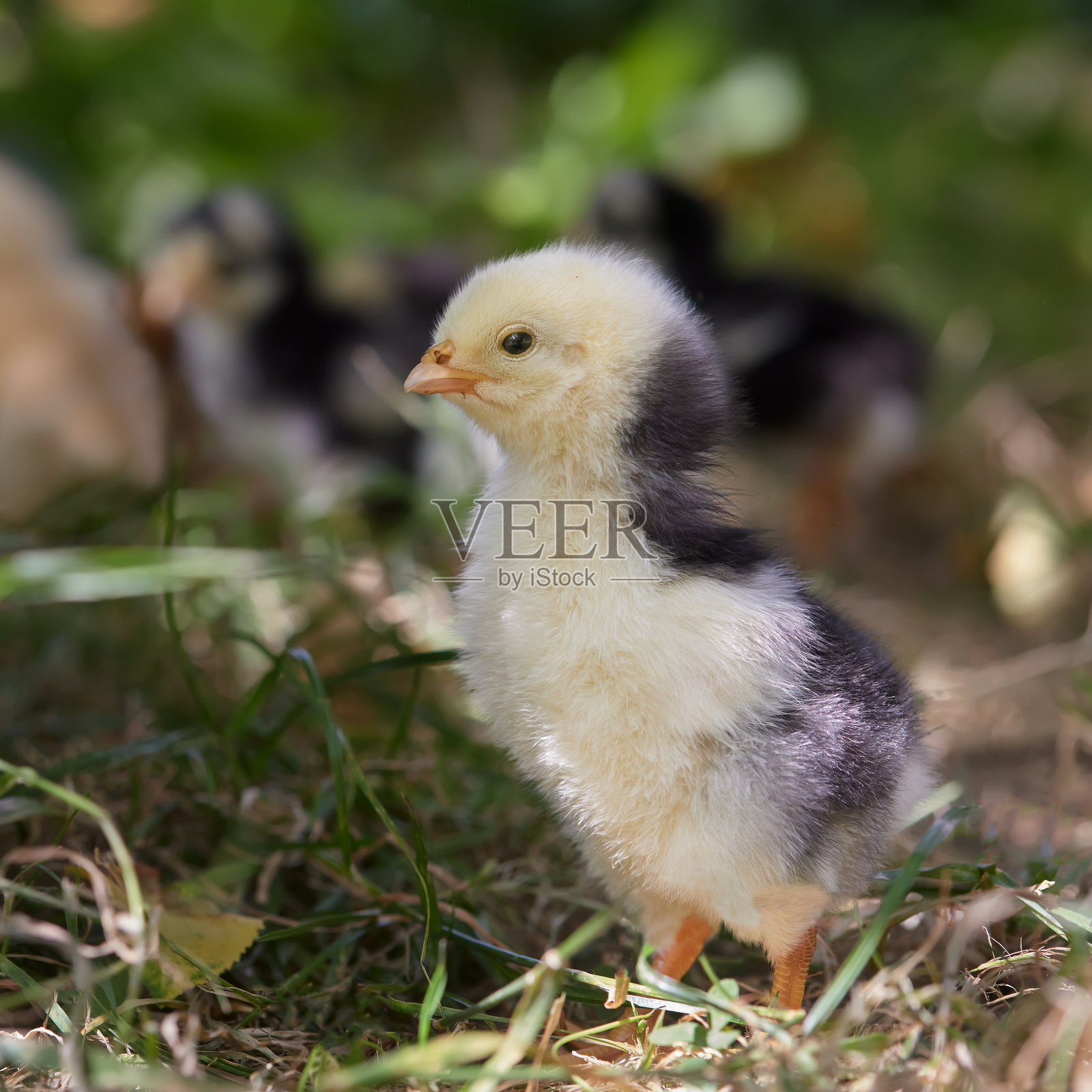 可爱的小鸡在巢里照片摄影图片