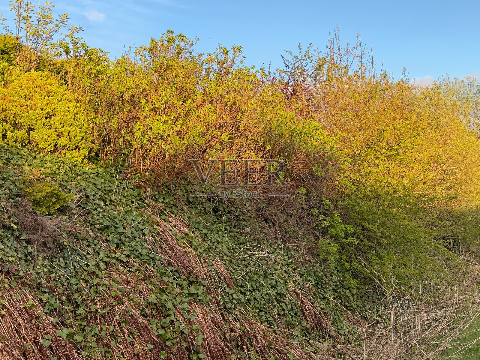 乡村中的黄色常见荆棘篱笆照片摄影图片