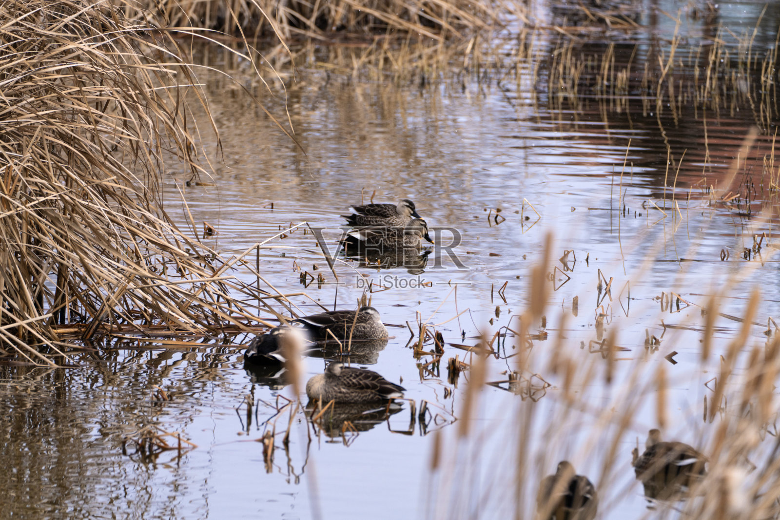 鸭子在池塘里游泳照片摄影图片