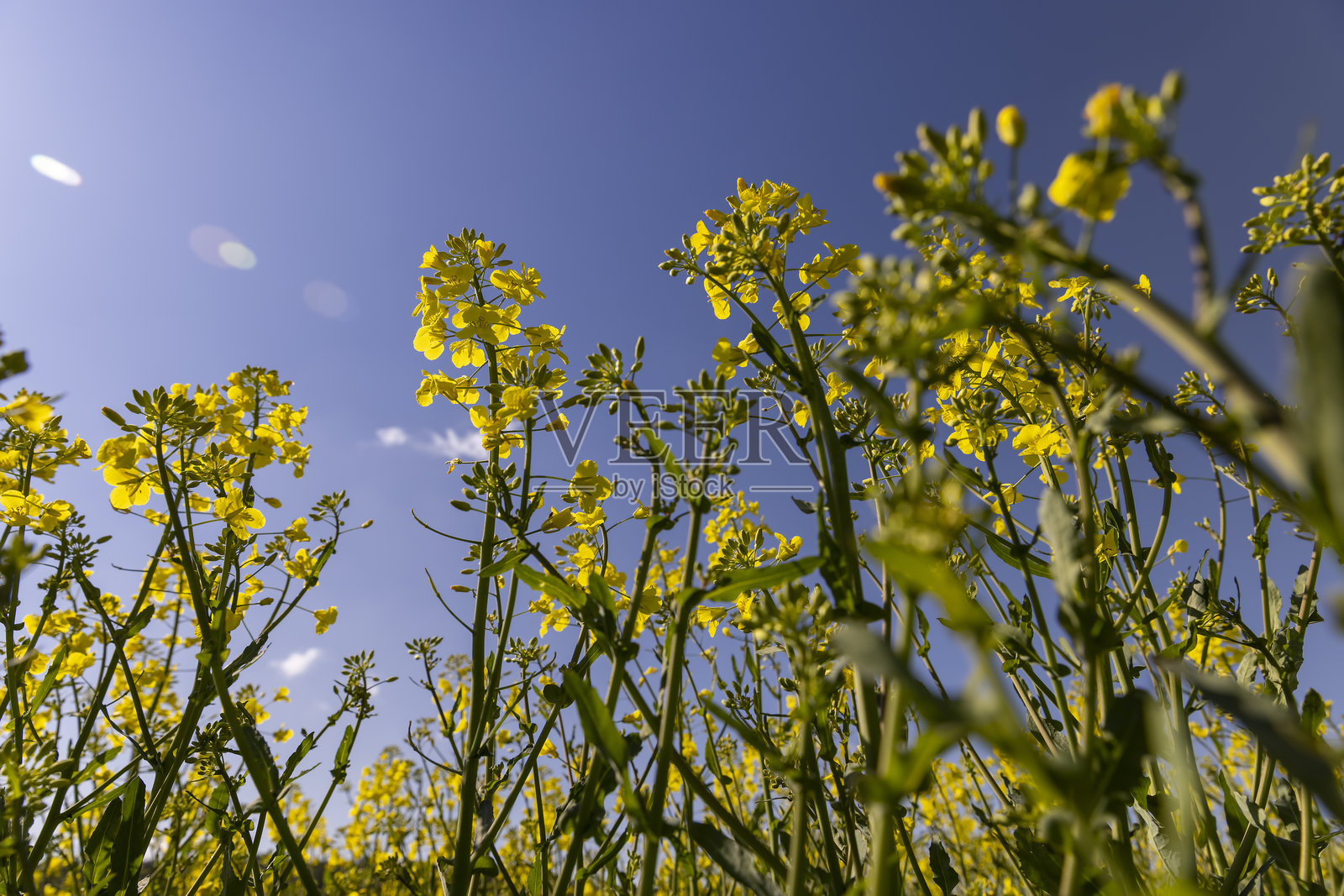 阳光明媚的春天里美丽的油菜花照片摄影图片