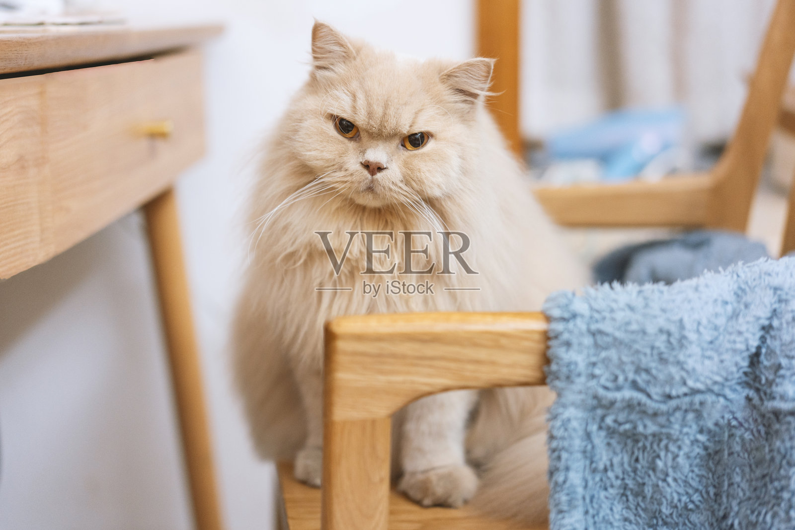 可爱的黄色英国长毛猫用大眼睛看着亚洲中国宠物主人照片摄影图片