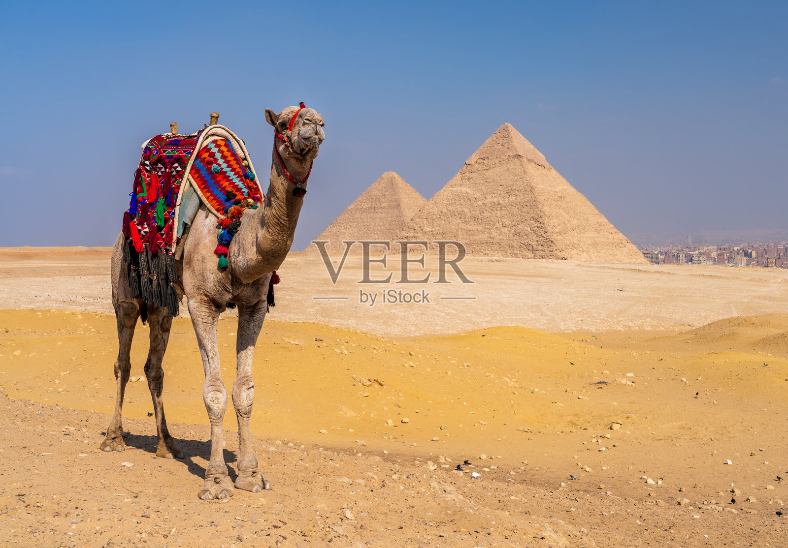 一只骆驼站在吉萨大金字塔前等待骑乘照片摄影图片