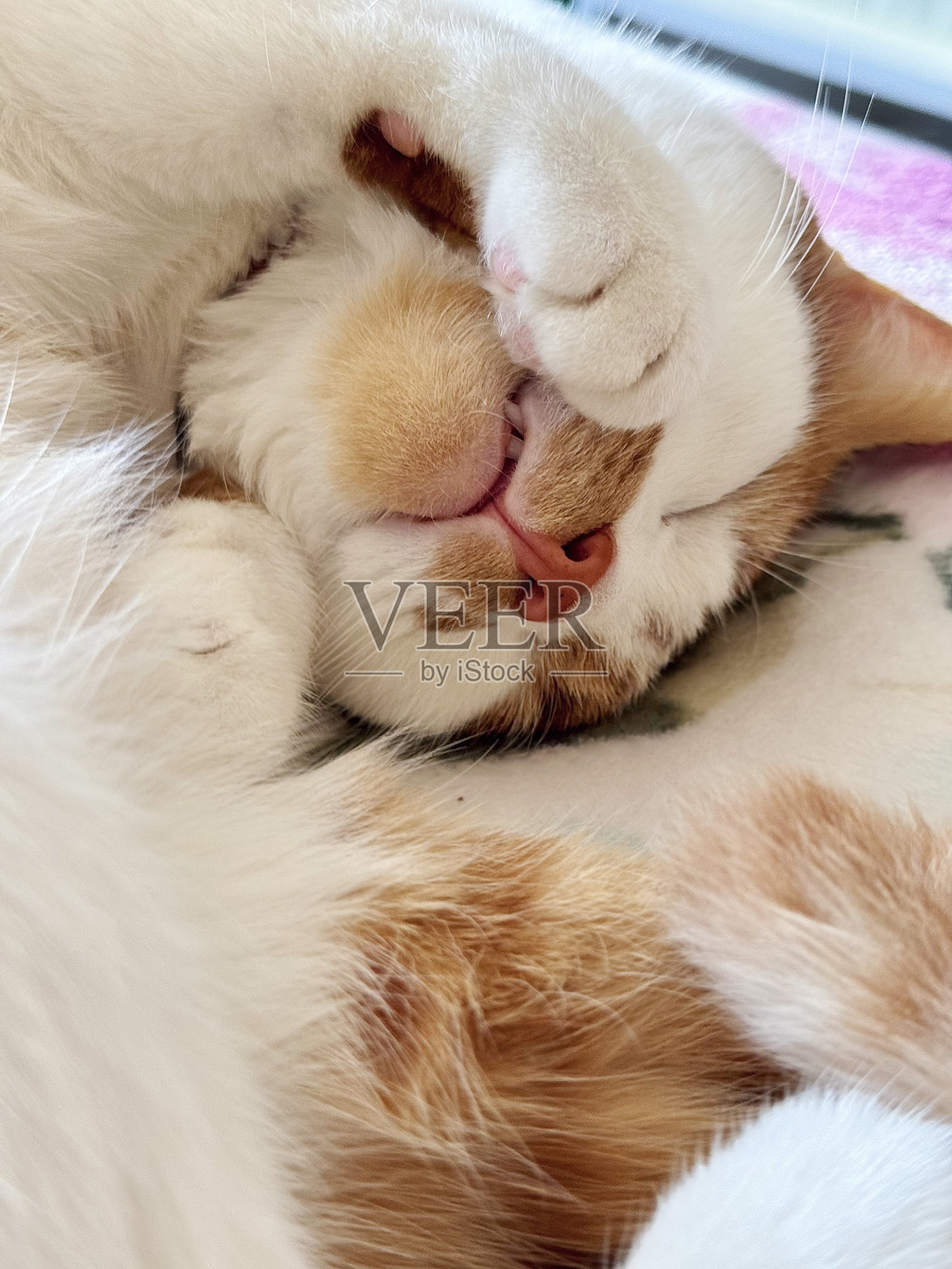 睡觉的猫。橙色猫的脸和爪子。特写。照片摄影图片