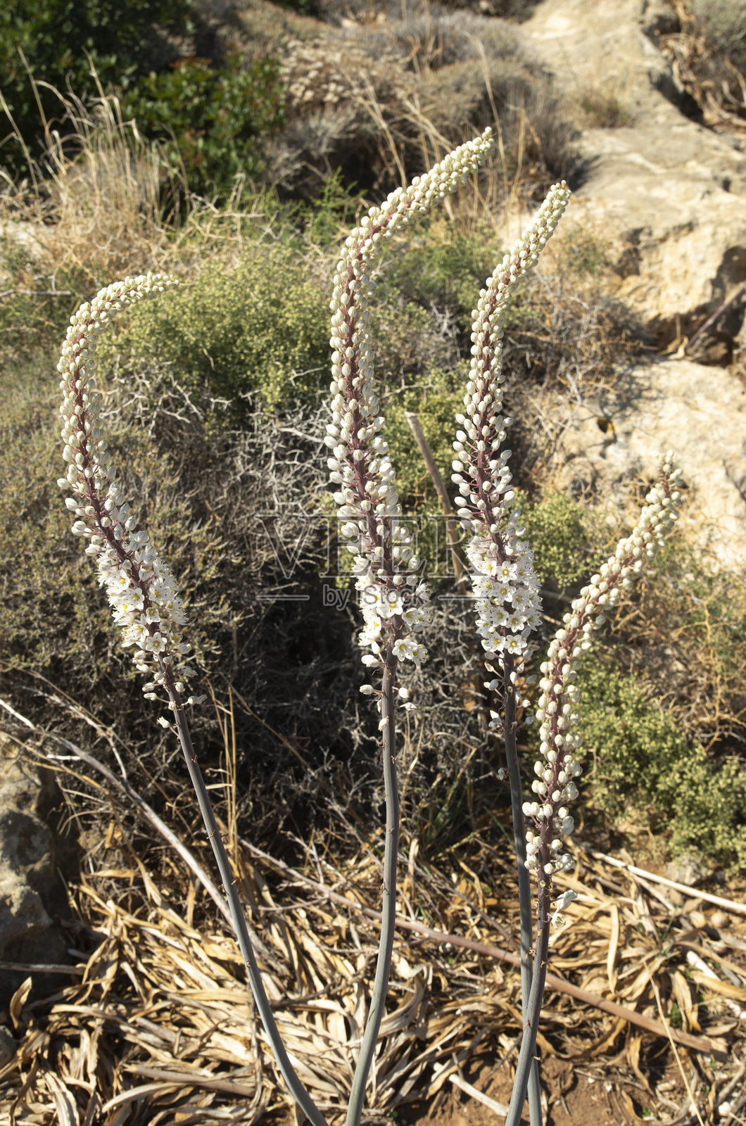 克里特岛的高大白色野生开花植物Urginea Maritime照片摄影图片