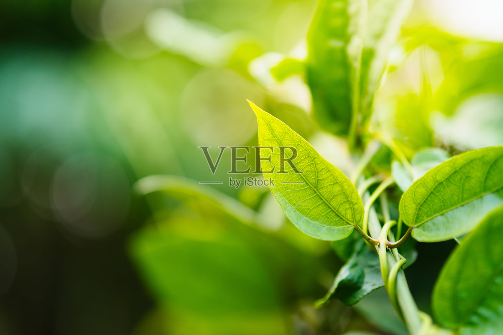 新鲜绿叶的特写自然景观照片摄影图片