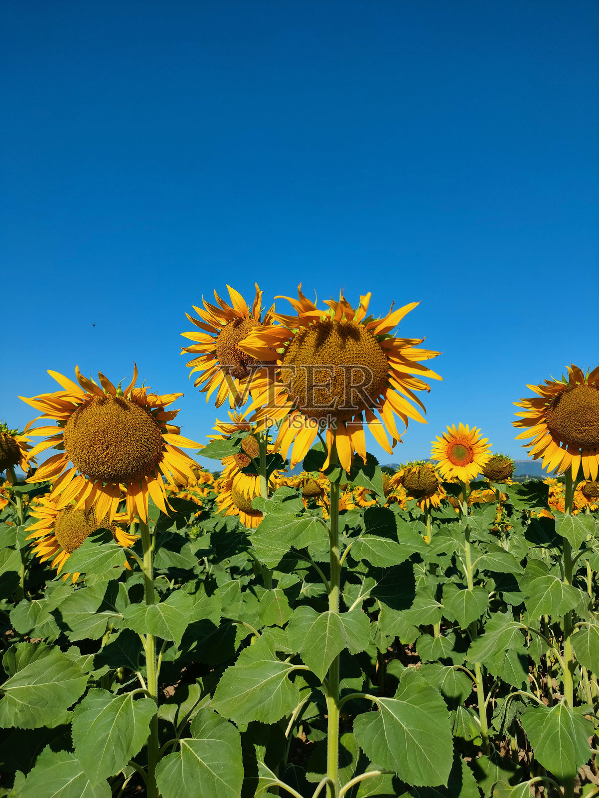 在明亮的蓝天下盛开的灿烂向日葵照片摄影图片