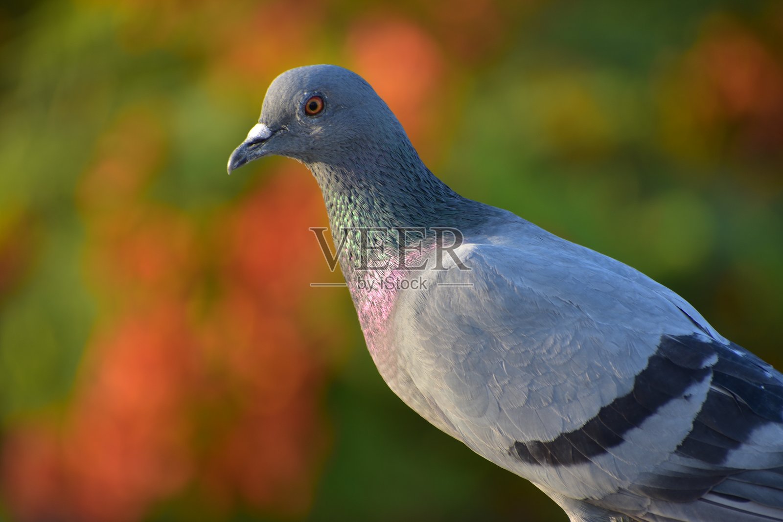 家鸽是由岩鸽或岩鸽衍生出的鸽子亚种。岩鸽是世界上最古老的驯化鸟类。美索不达米亚的楔形文字泥板提到了这些鸽子。照片摄影图片