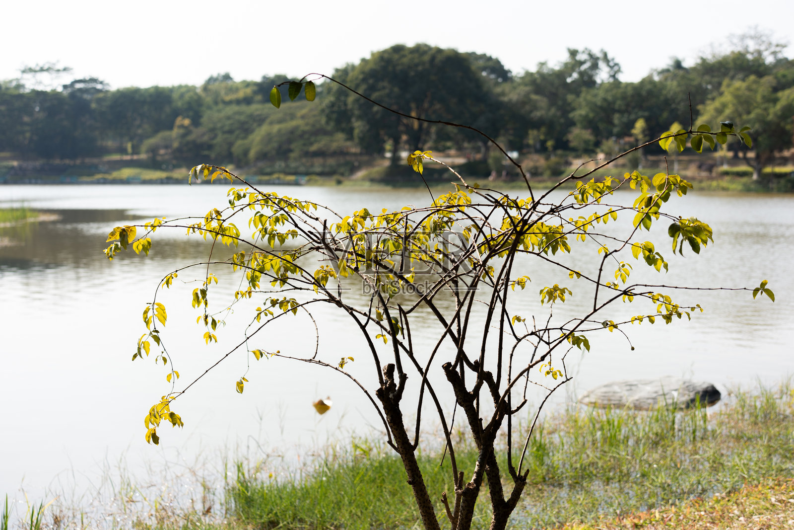 东莞植物园，作为中国的一个旅游景点，冬天几乎失去了所有的叶子，只剩下树枝。照片摄影图片