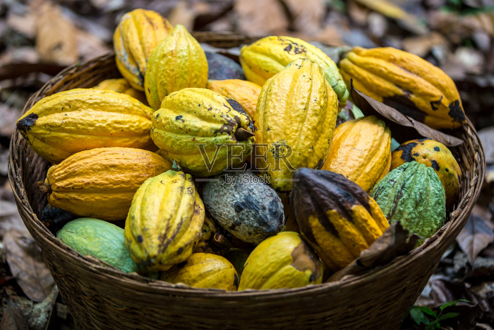 加纳库马西地区的可可豆收获加工照片摄影图片