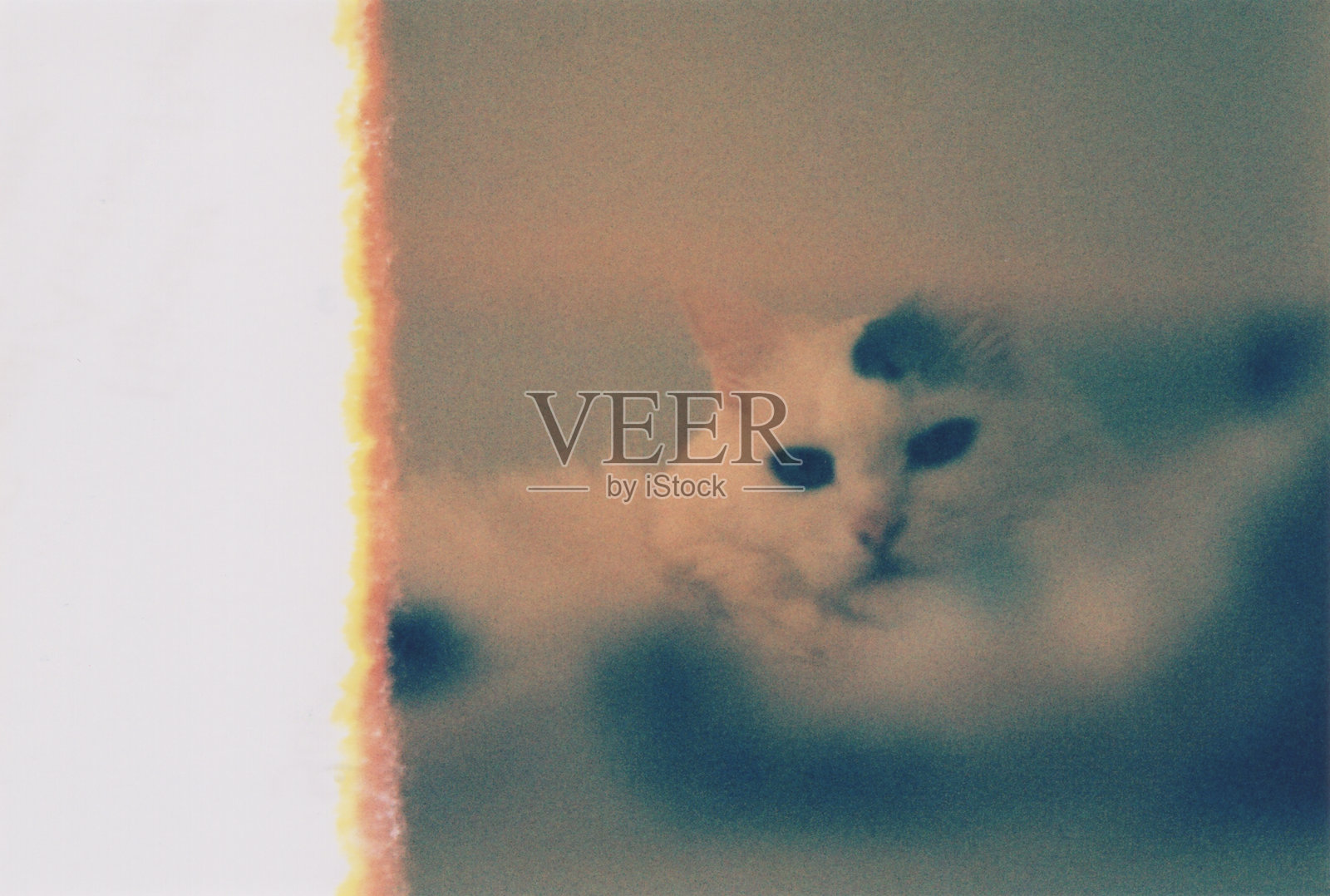 美丽的土耳其安哥拉猫肖像，胶卷摄影。照片摄影图片