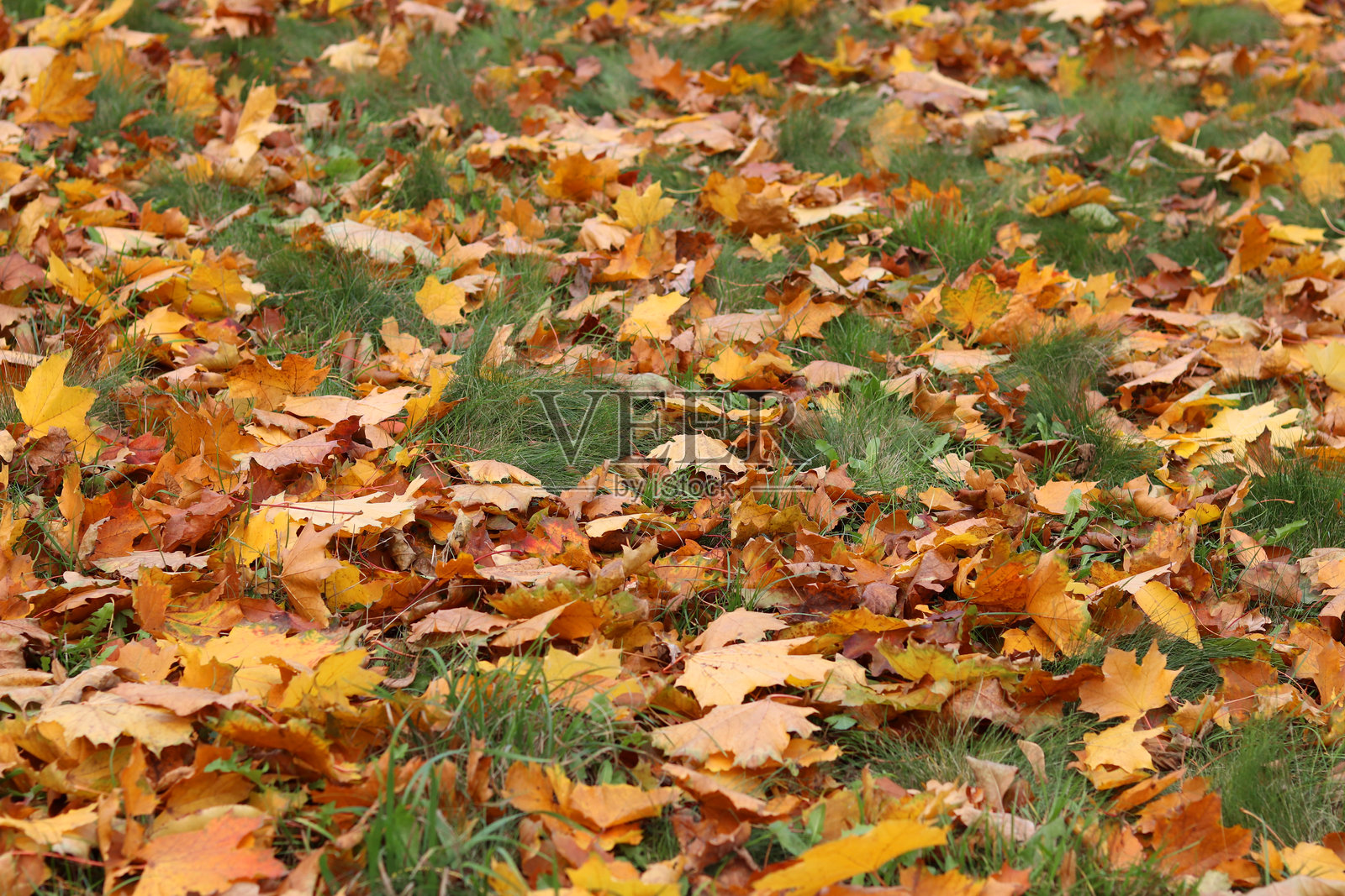 秋天落下的树叶在草坪上形成了地面覆盖层照片摄影图片