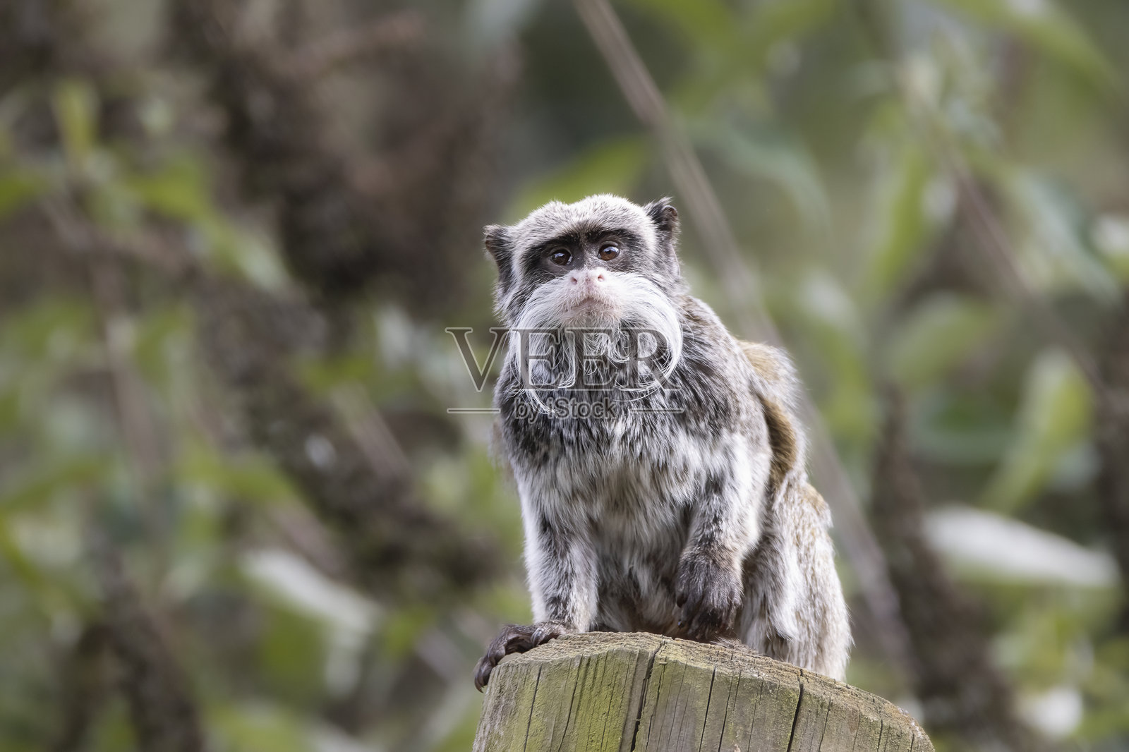 帝王狨照片摄影图片