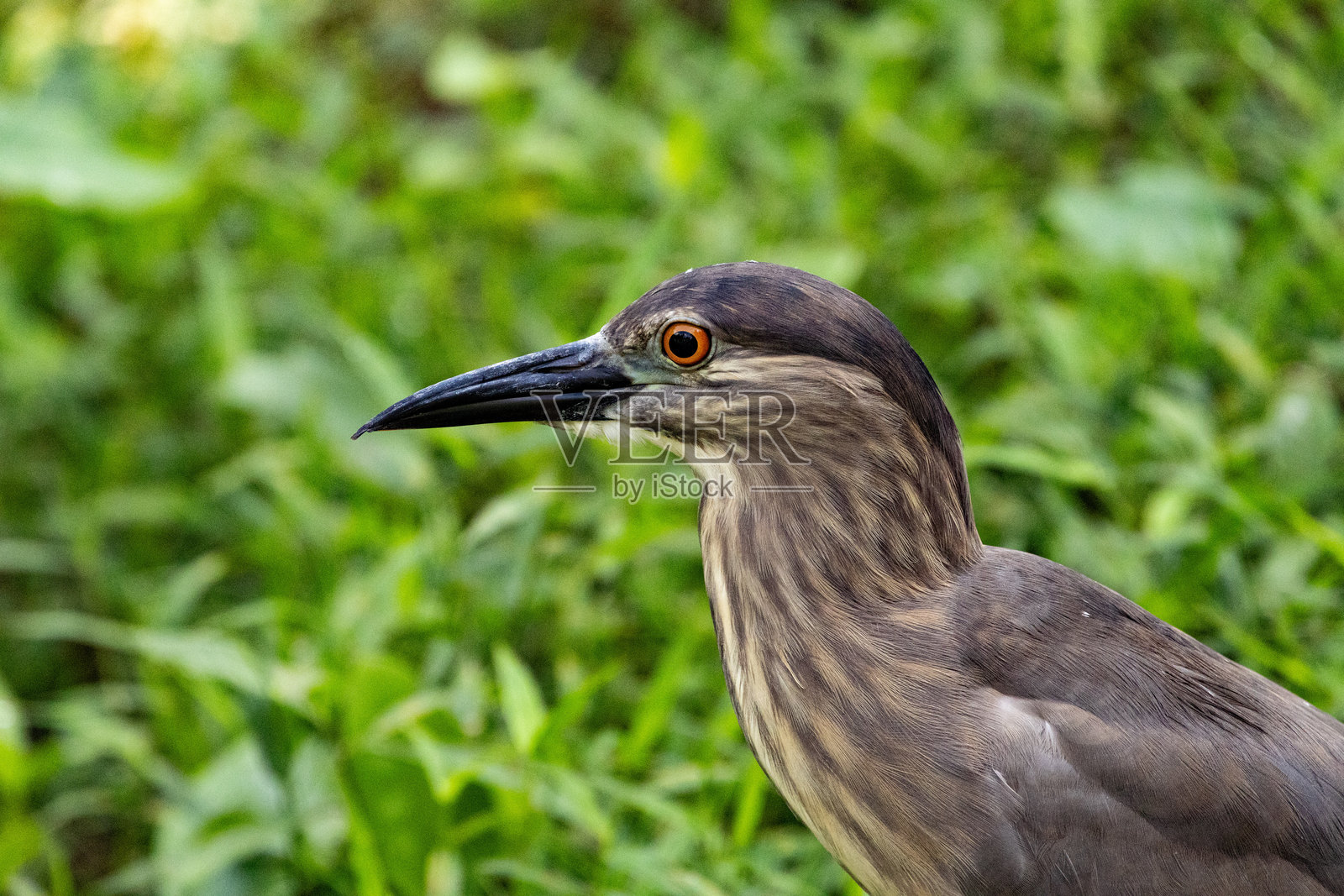 黑冠夜鹭肖像特写（Nycticorax nycticorax）在太平湖花园。照片摄影图片
