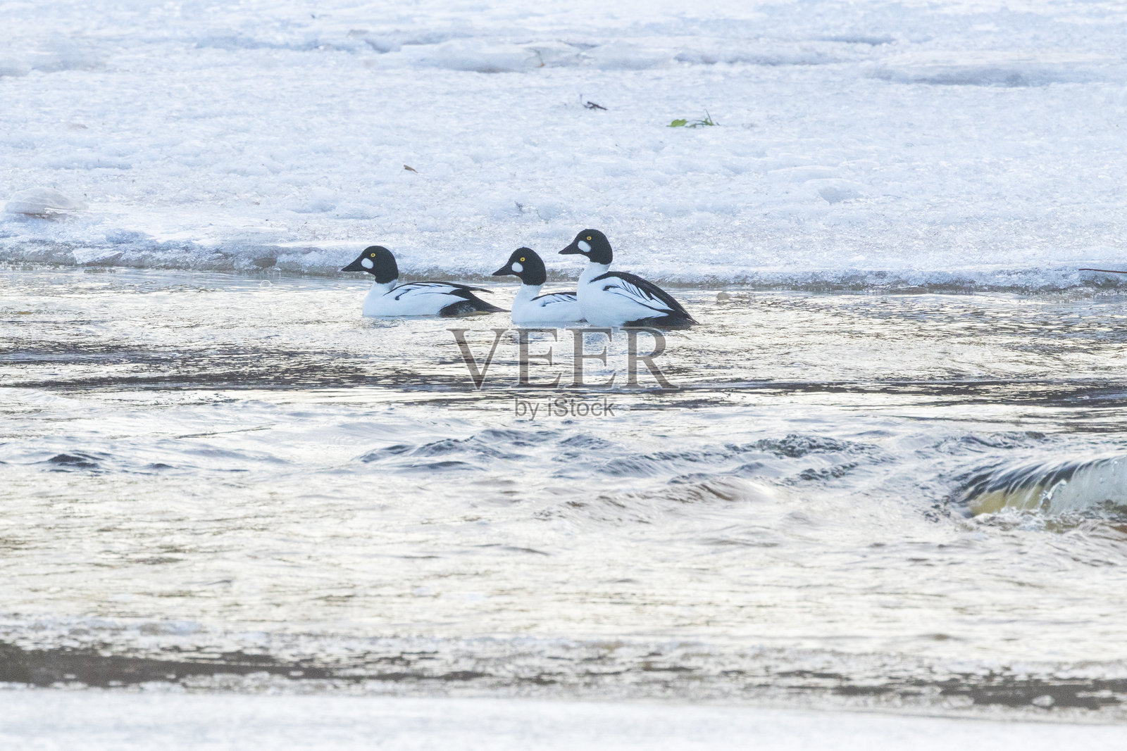 一群雄性金眼鸭在爱沙尼亚寒冷的冬日河中游泳照片摄影图片