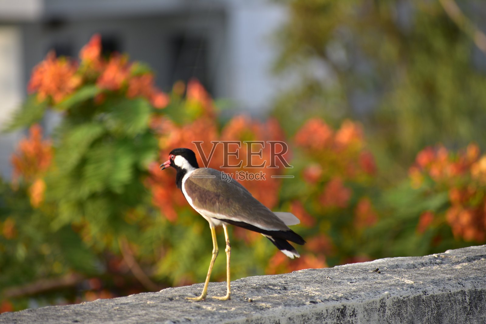 红脚鹬是一种亚洲鹬或大型鸻鸟，属于鸻科。与其他鹬类一样，它们是不能栖息的地面鸟类。照片摄影图片