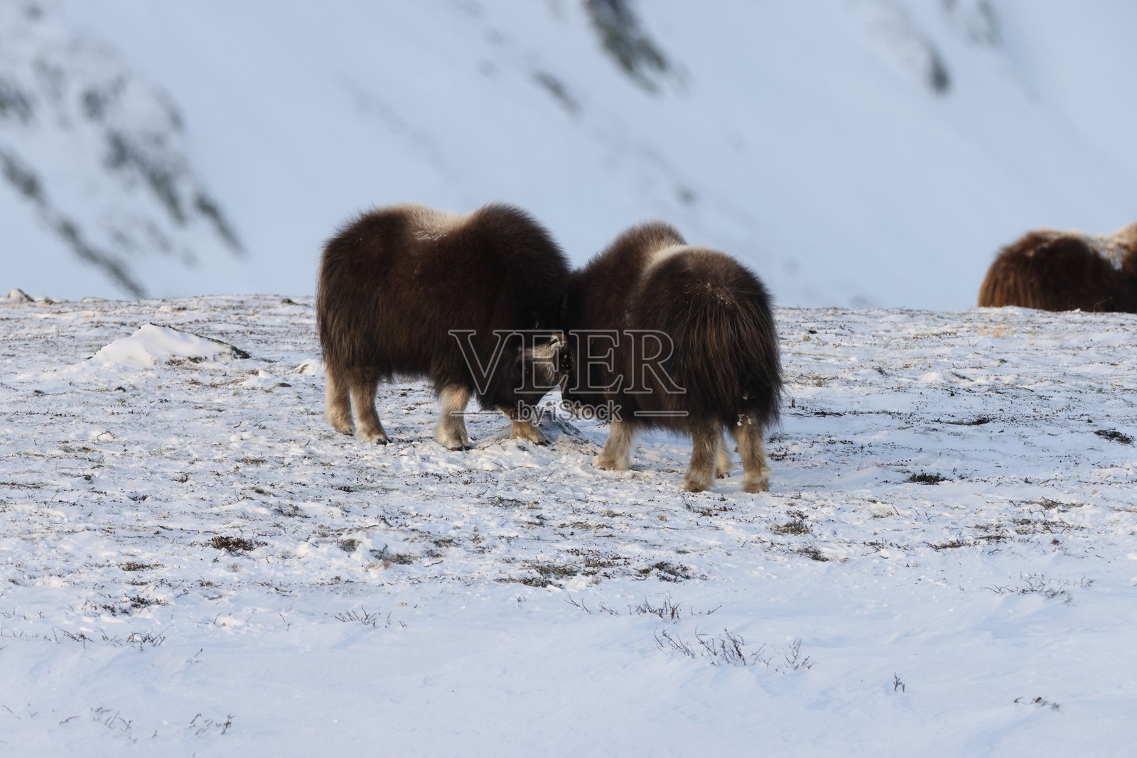 冬季野生麝香牛，挪威多夫雷费尔国家公园的山脉照片摄影图片