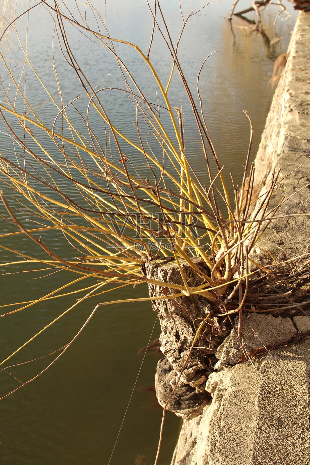 一株植物在岩石上生长照片摄影图片