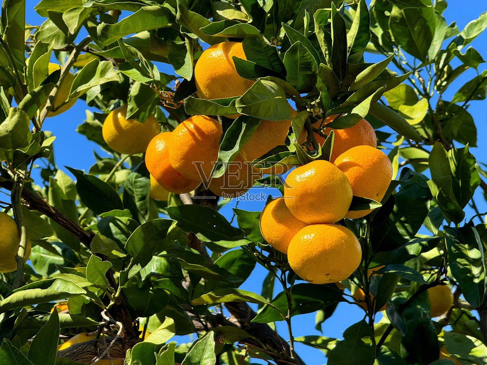 柑橘园中的橘子树照片摄影图片