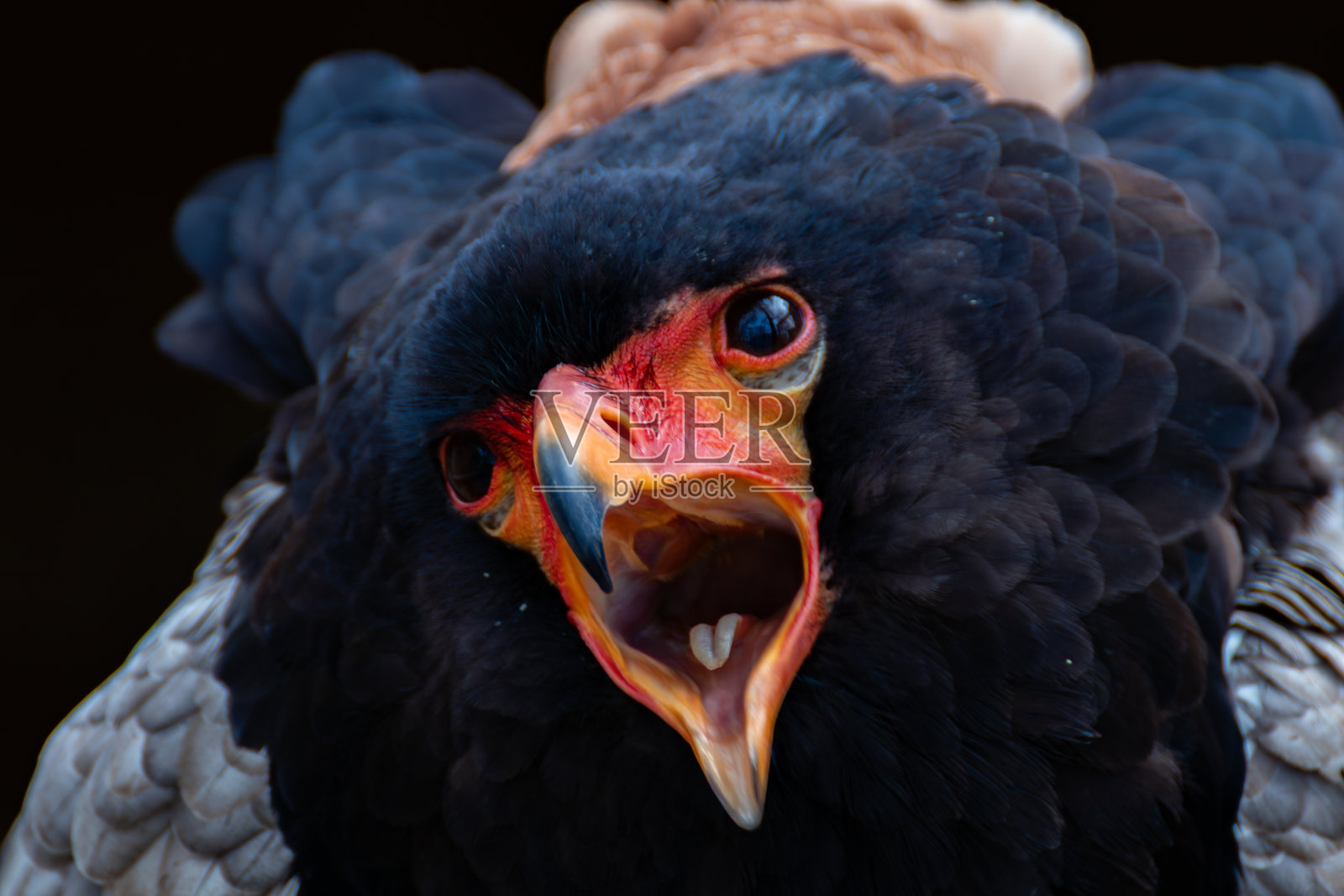 愤怒的鹰战士照片摄影图片