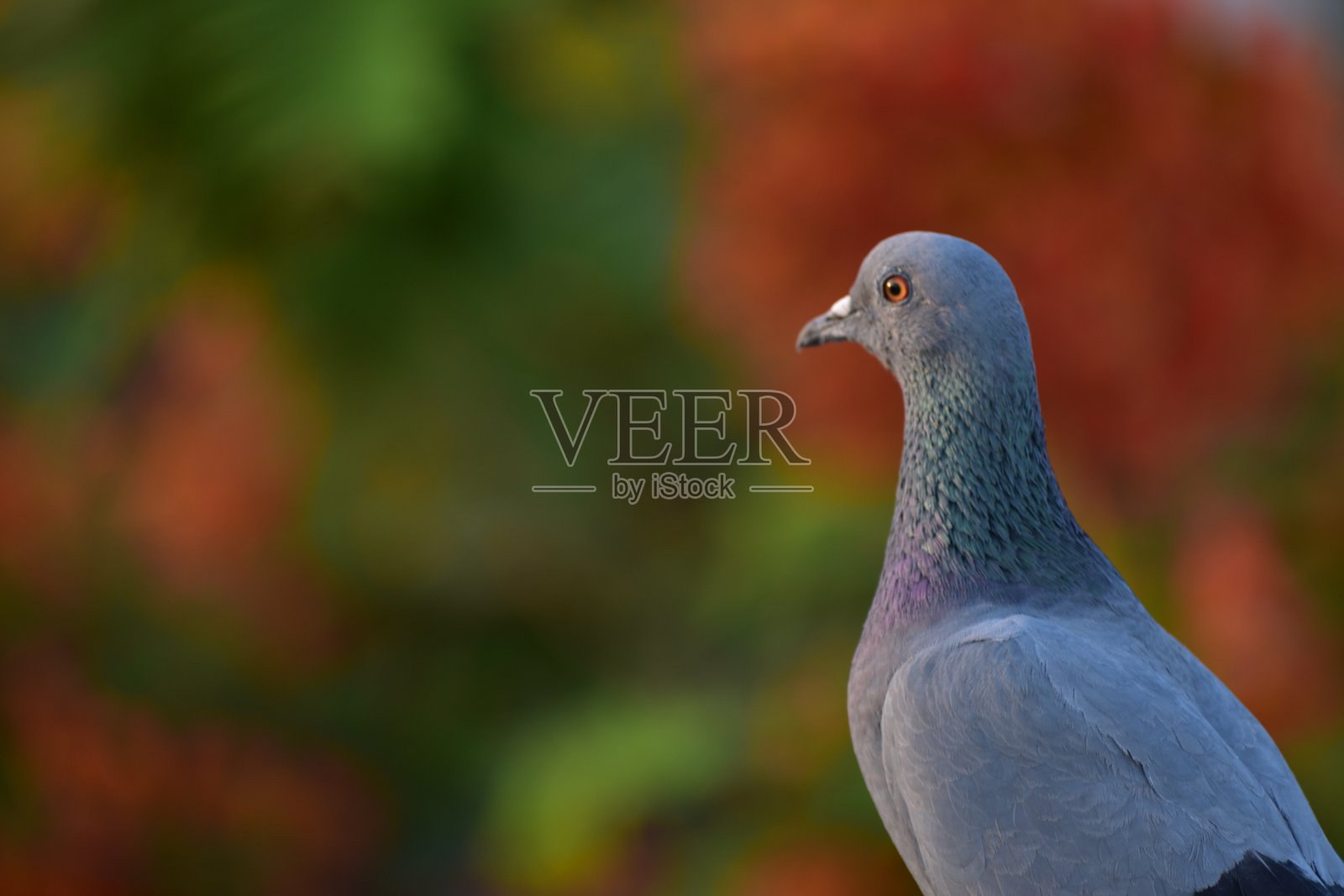 家鸽是由岩鸽或岩鸽衍生出的鸽子亚种。岩鸽是世界上最古老的驯化鸟类。美索不达米亚的楔形文字泥板提到了这些鸽子。照片摄影图片