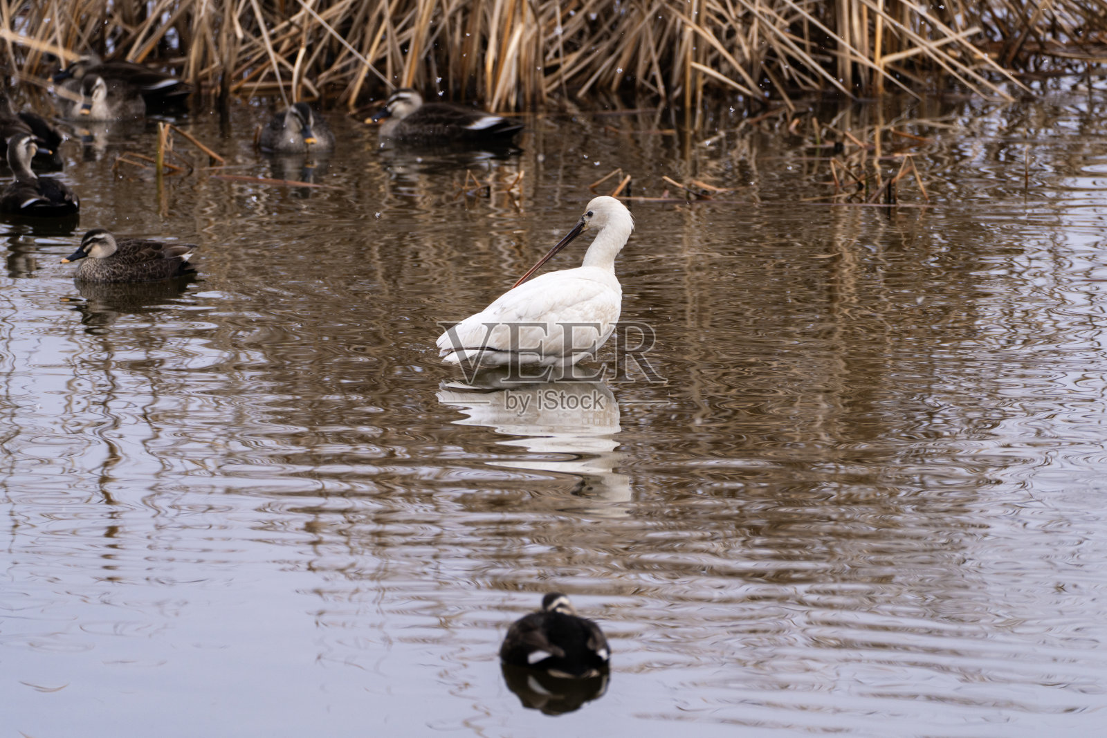 黑脸琵鹭和池塘里的鸭子照片摄影图片