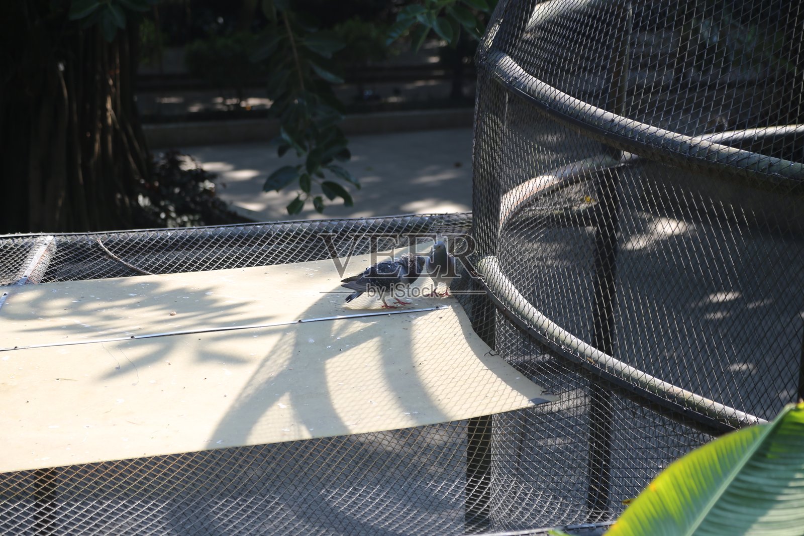 一只鸽子站在一个敞开的鸟笼边缘，头微微倾斜，正看着前方的某样东西。照片摄影图片
