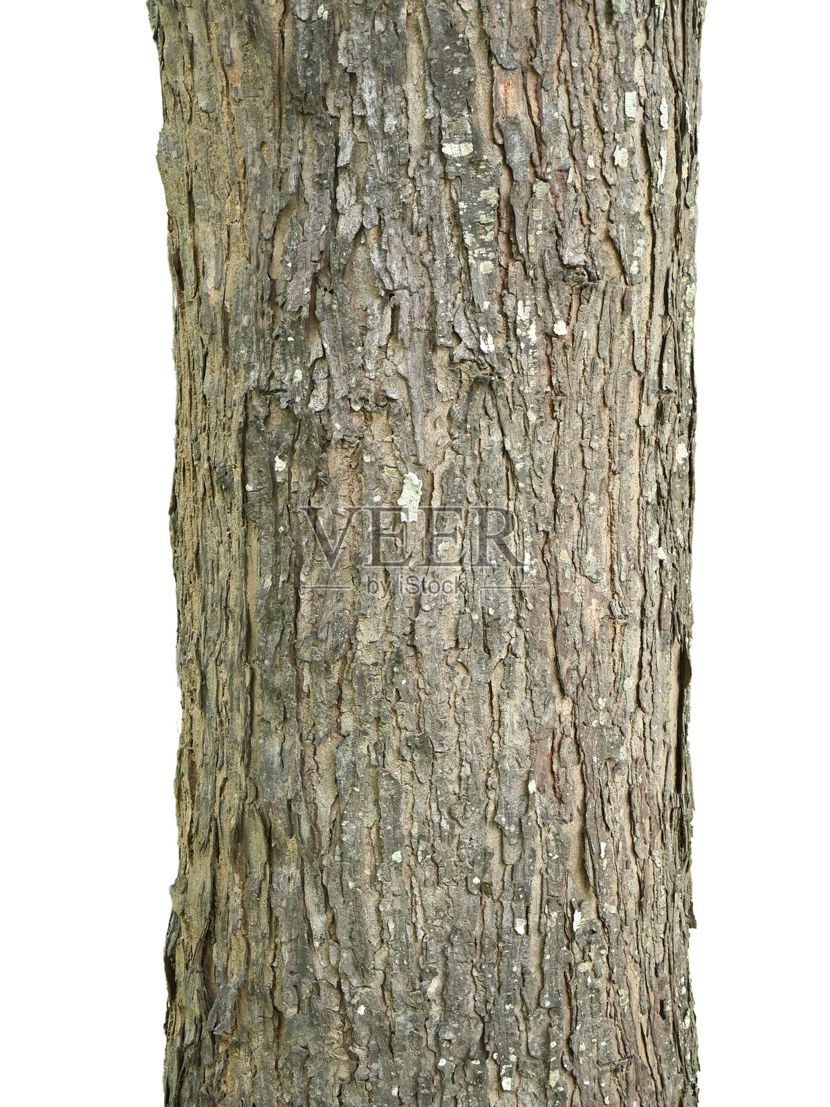 树干在白色背景上独立，带有抠图路径。照片摄影图片
