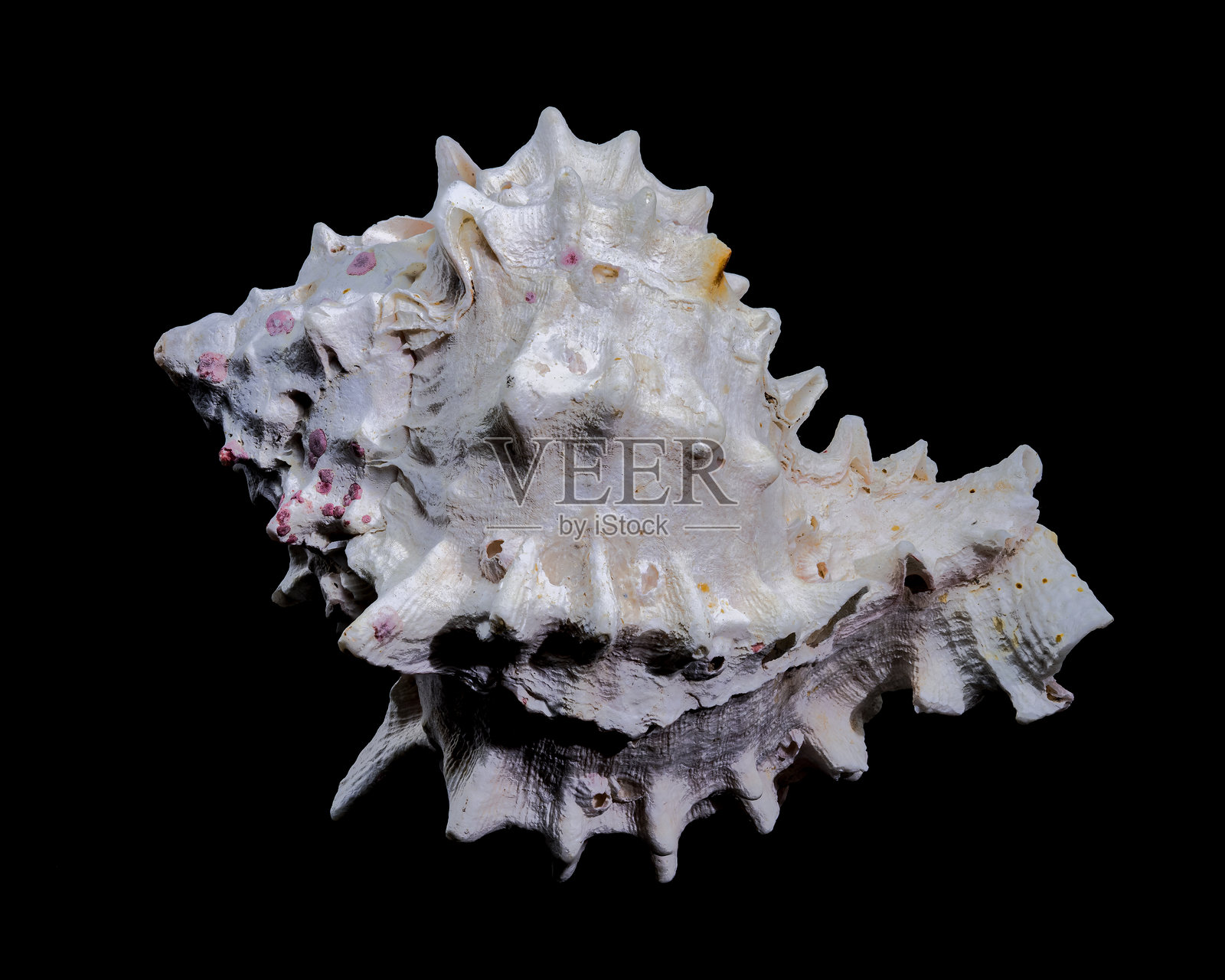 黑色背景上的红嘴海螺贝壳照片摄影图片