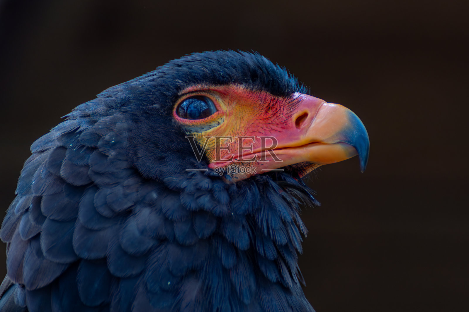 傲慢的巴特勒鹰照片摄影图片