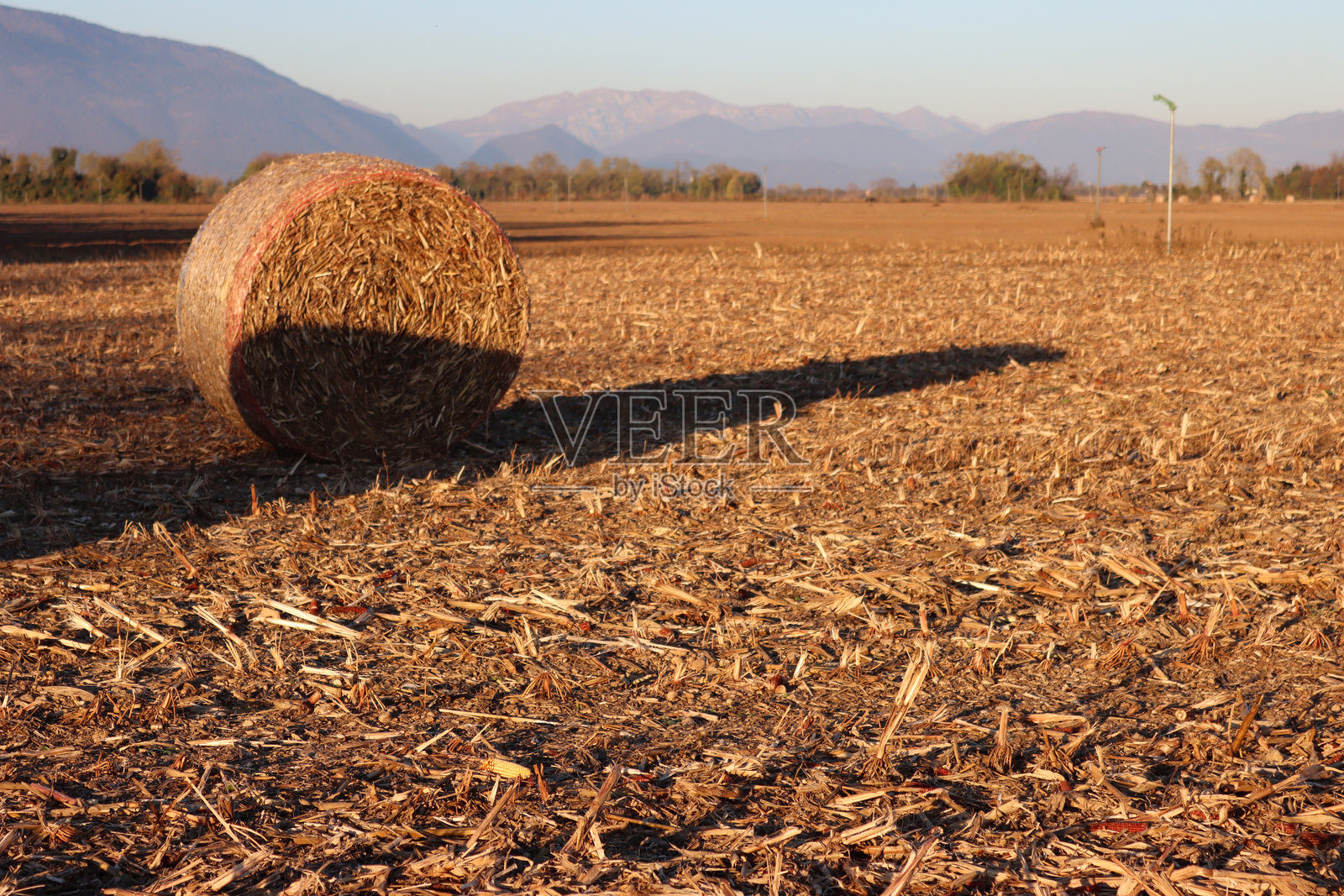 冬季蓝天下，收割后的玉米田上干燥的干草捆照片摄影图片