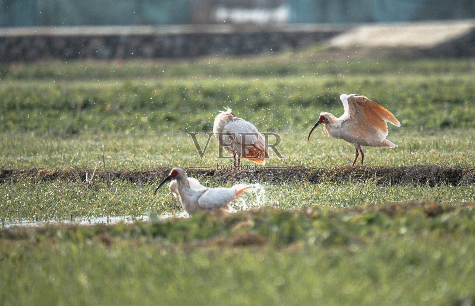 朱鹮照片摄影图片