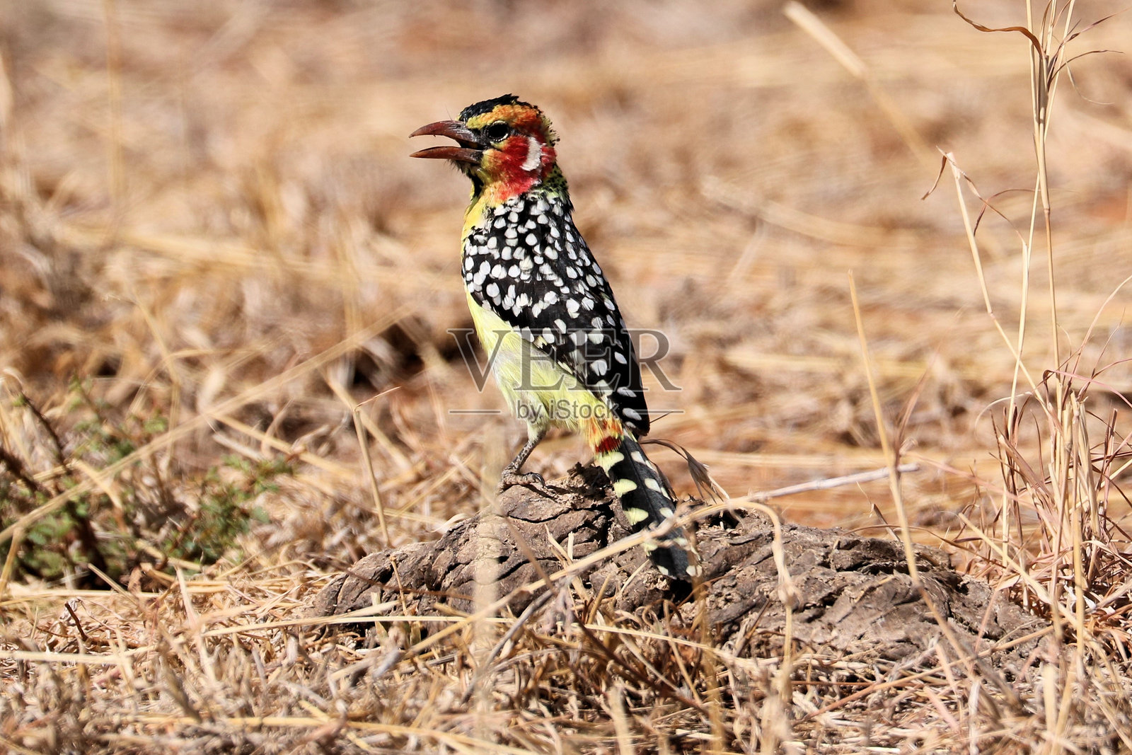 坦桑尼亚的一只非洲鸟的景观照片摄影图片