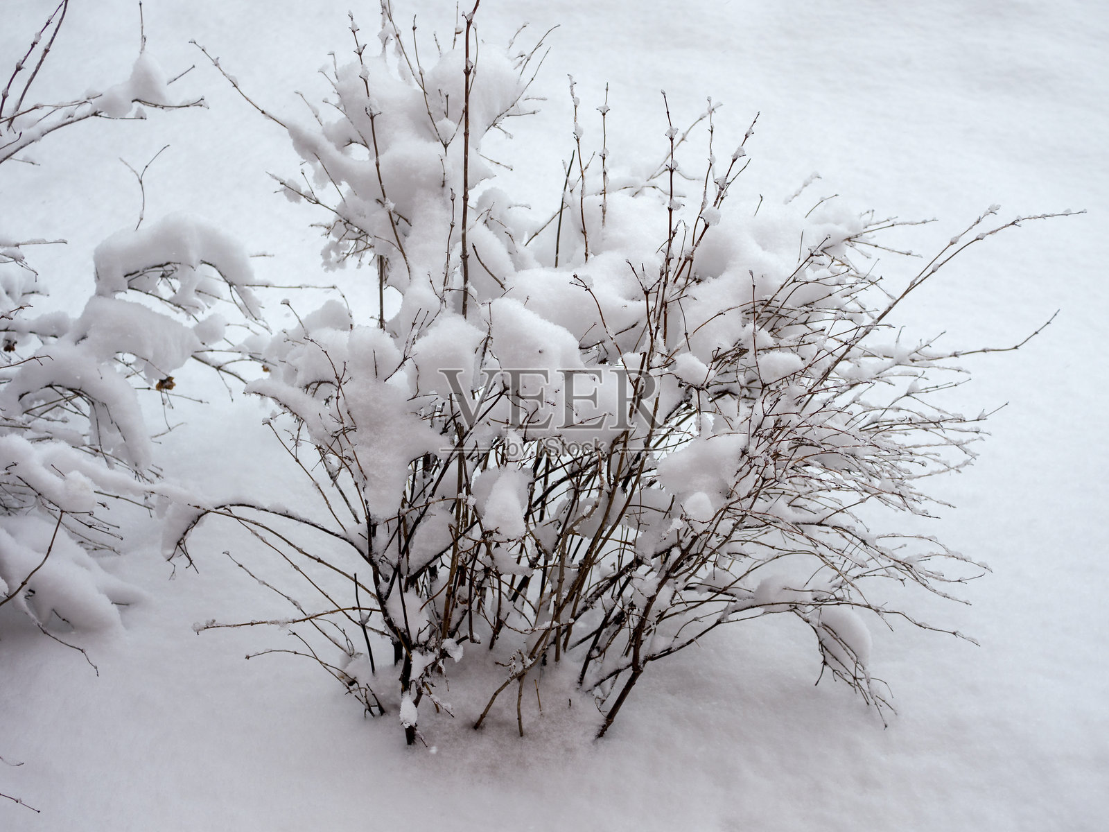 春季降雪后覆盖在雪下的灌木丛照片摄影图片