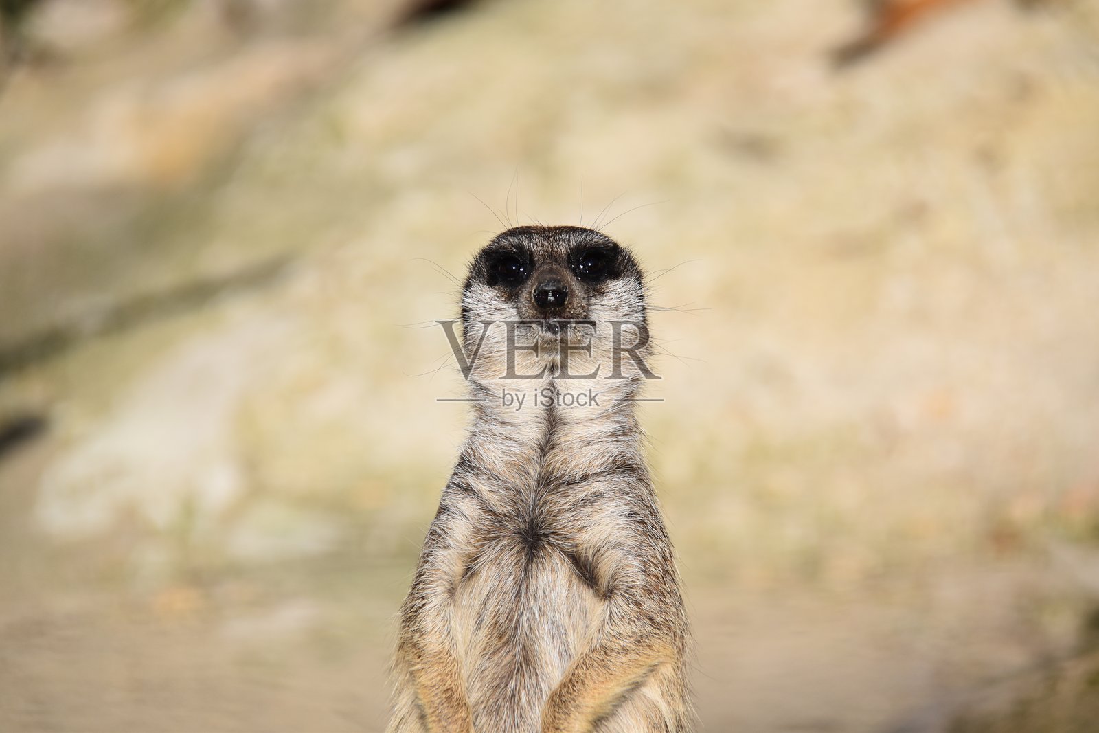 狐猴照片摄影图片