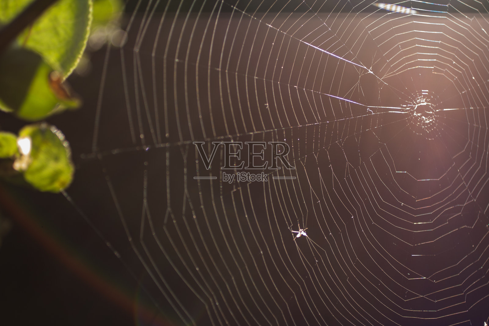 密歇根州的夏季果园照片摄影图片