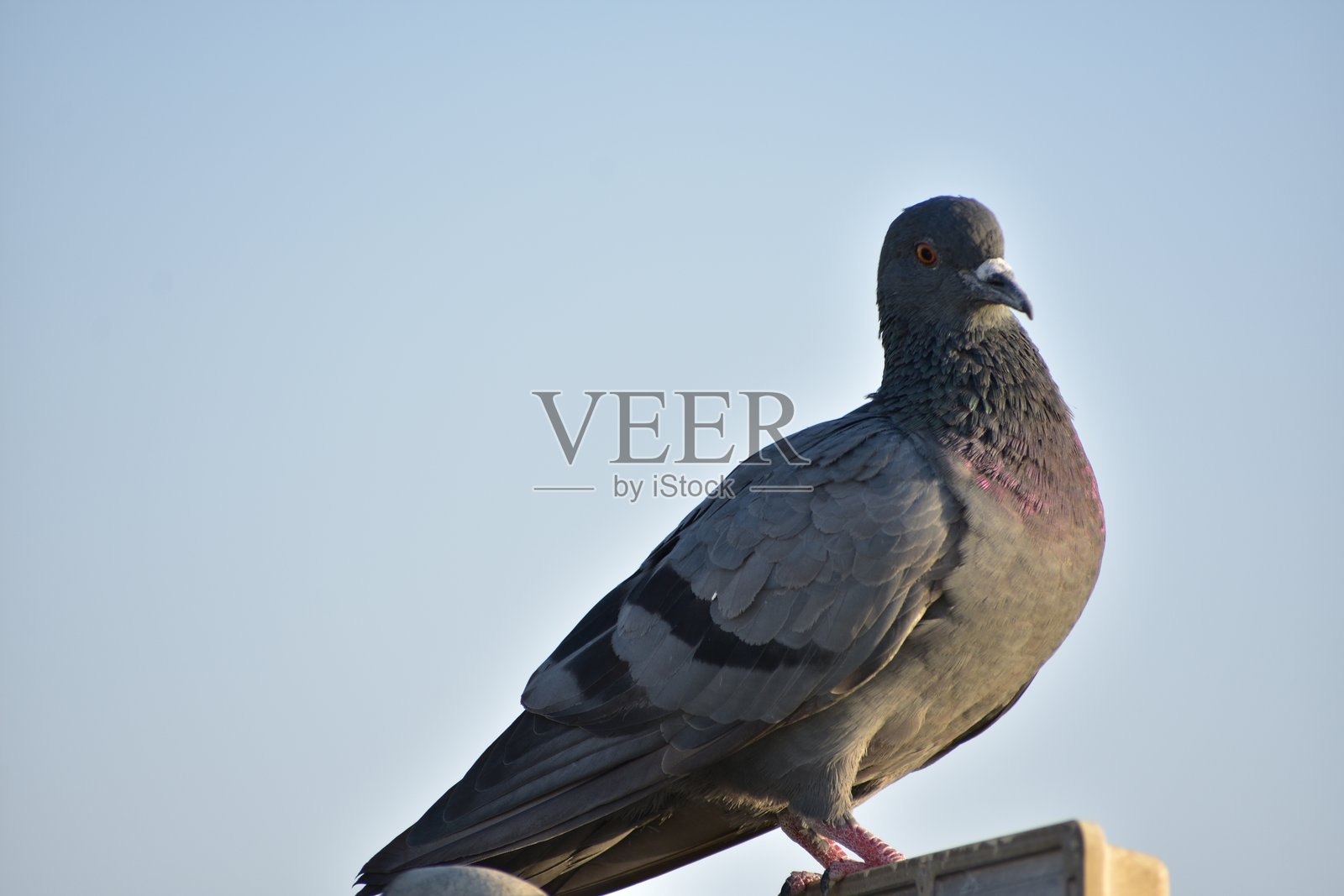 家鸽是由岩鸽或岩鸽衍生出的鸽子亚种。岩鸽是世界上最古老的驯化鸟类。美索不达米亚的楔形文字泥板提到了这些鸽子。照片摄影图片