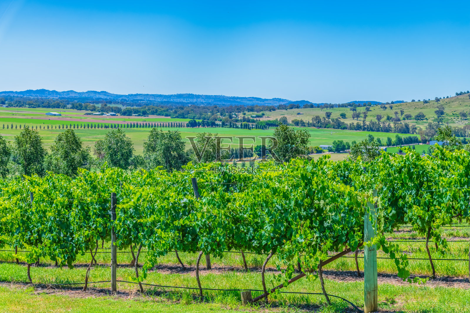 俯瞰穆吉的葡萄园和乡村景色照片摄影图片