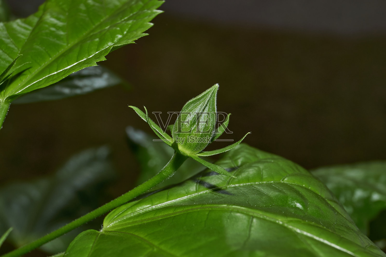 中国玫瑰或中国芙蓉（拉丁名：Hibiscus rosa-sinensis）。照片摄影图片