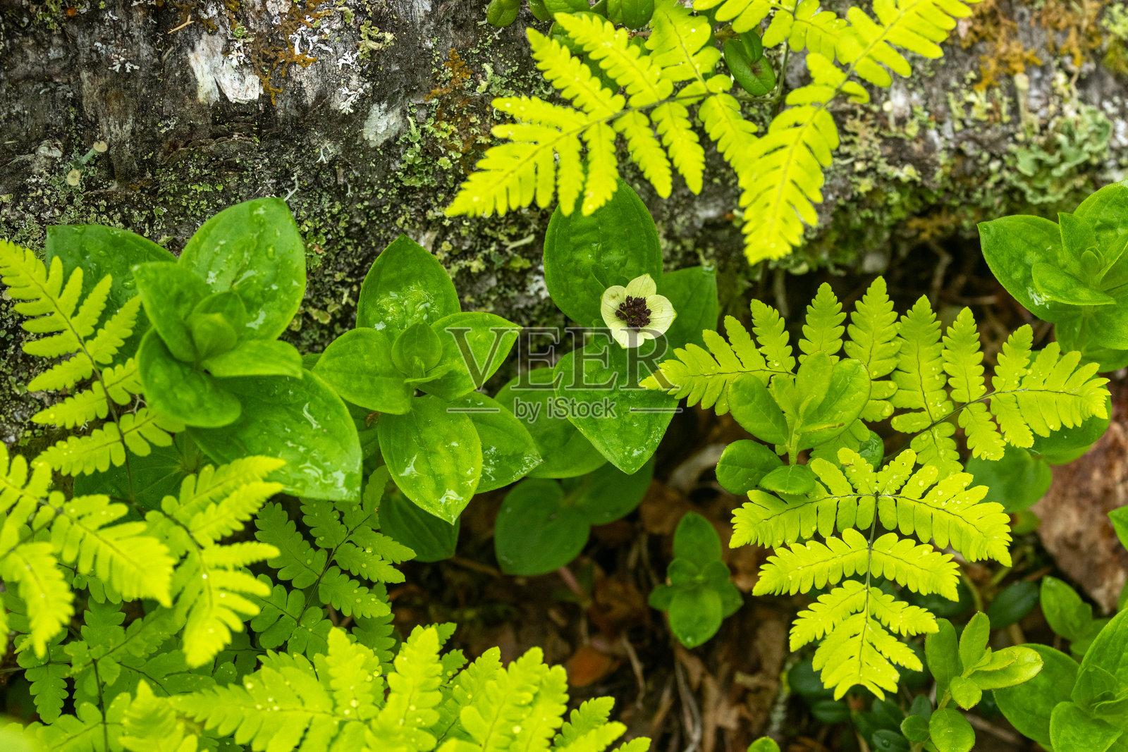 芬兰Riisitunturi国家公园的森林中，晚春的一天，鲜艳的矮角果花和蕨类植物。照片摄影图片