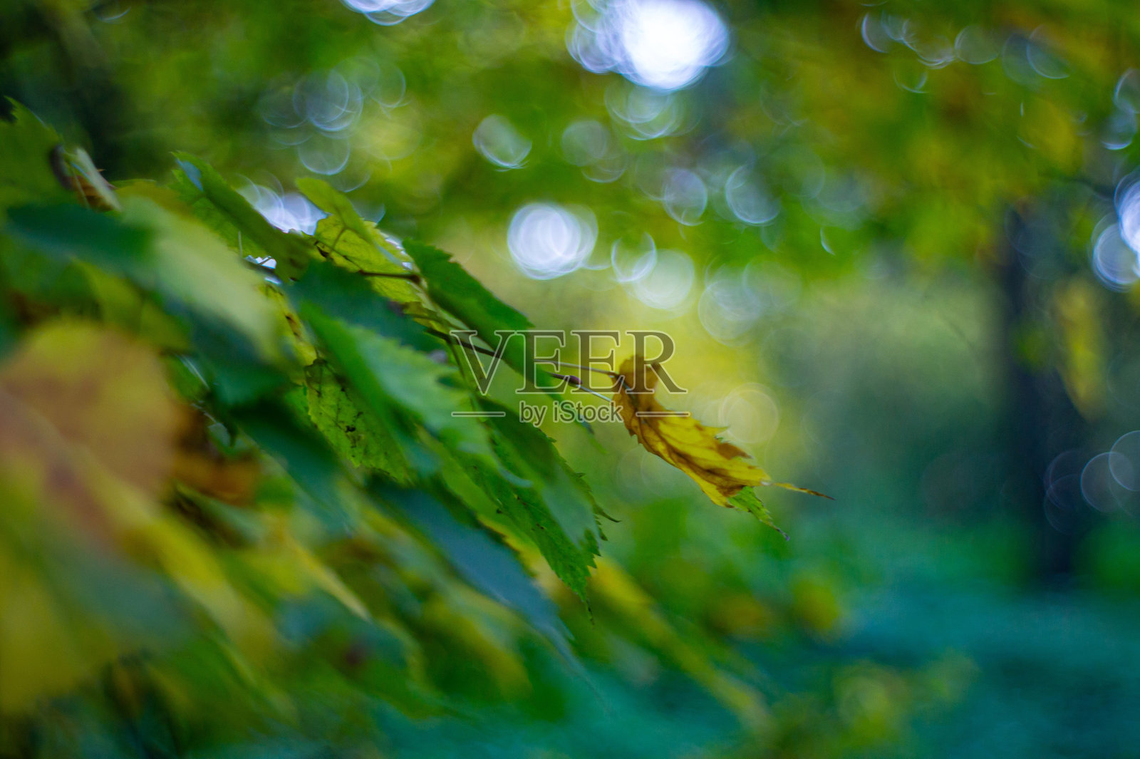 秋季或晚夏落叶树叶的特写照片，绿色和黄色的色彩，虚化背景，阴云密布的天空，柔和的阳光，景深效果照片摄影图片