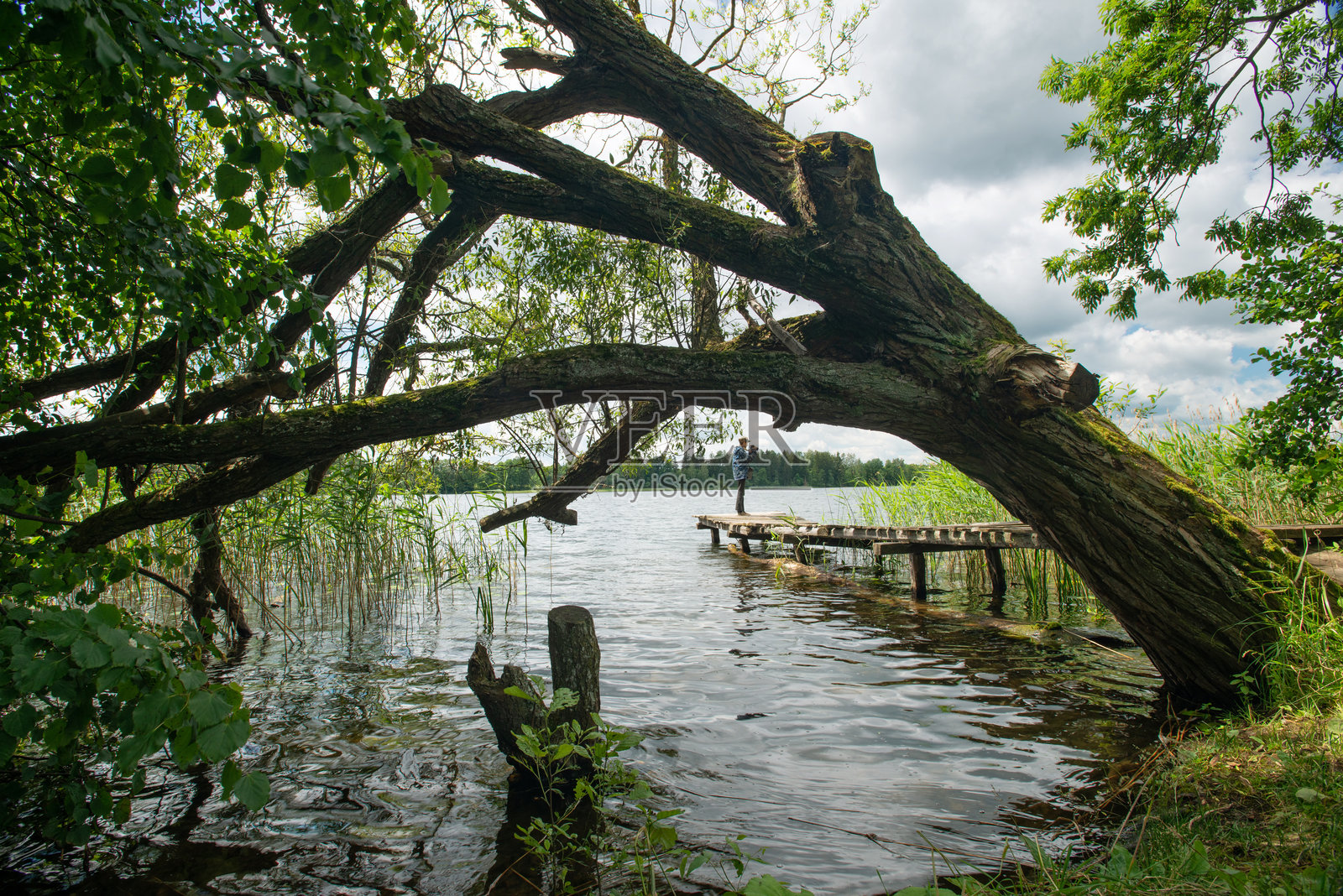 阳光明媚的夏日湖畔照片摄影图片