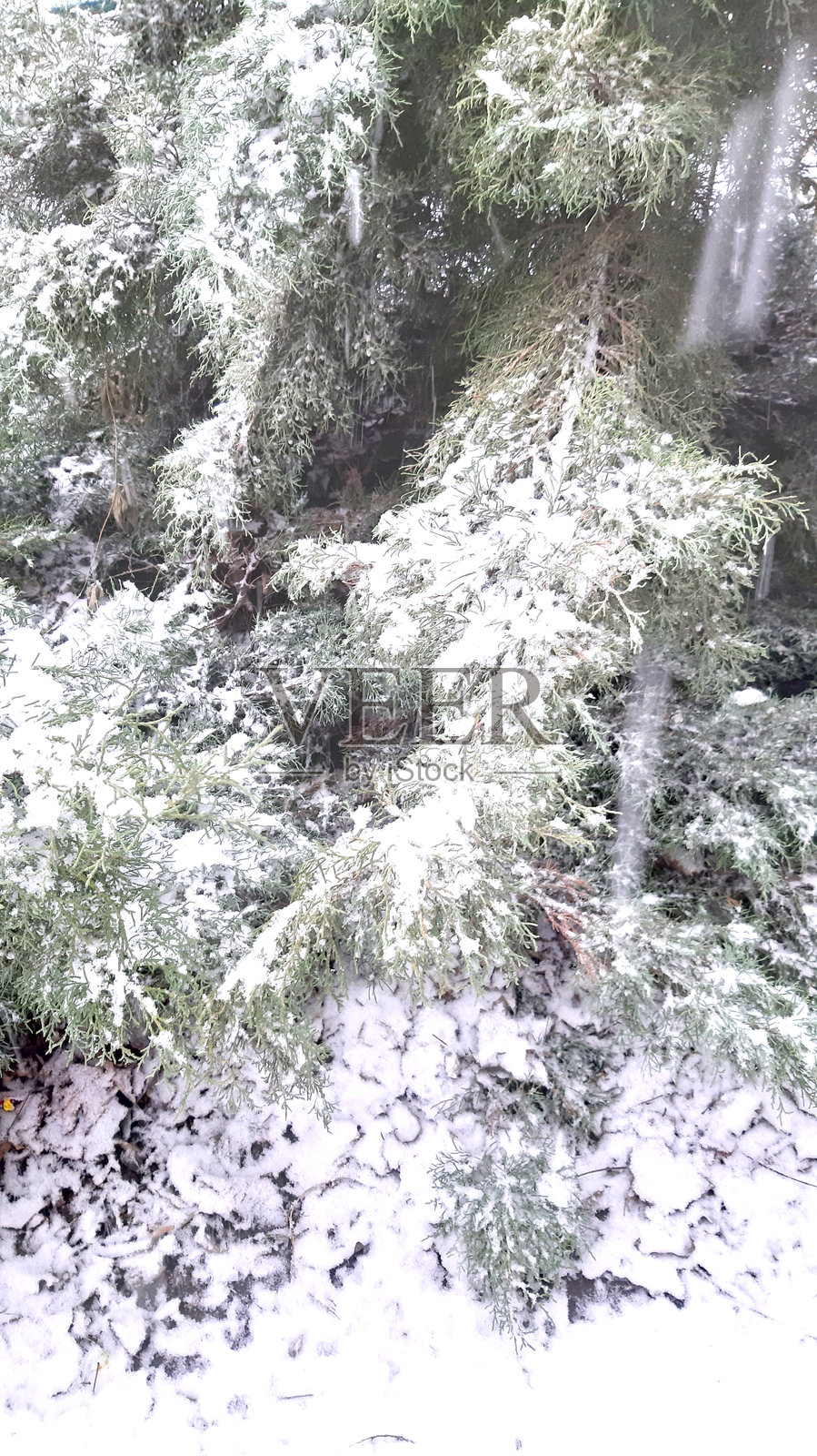 冬季雪下的云杉树。寒冷的天气，街道，彩色照片照片摄影图片