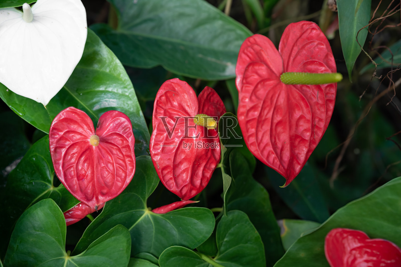 鲜艳红白色的安祖花特写，可能是红色的红大白和白色的白冠军品种照片摄影图片