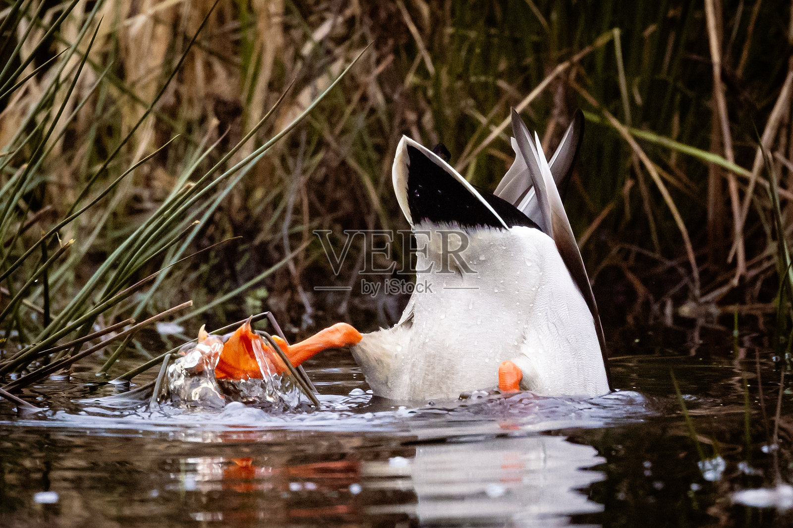 在自然池塘栖息地潜水的色彩鲜艳的橙色脚的野鸭照片摄影图片