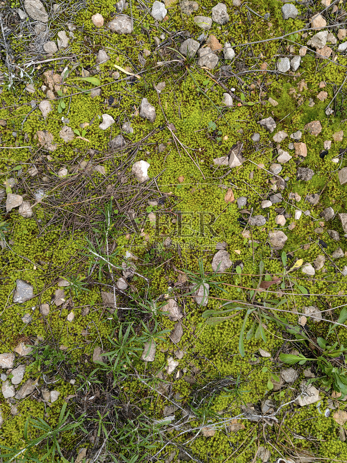 一面有苔藓、石头和特雷沃的混凝土墙。照片摄影图片